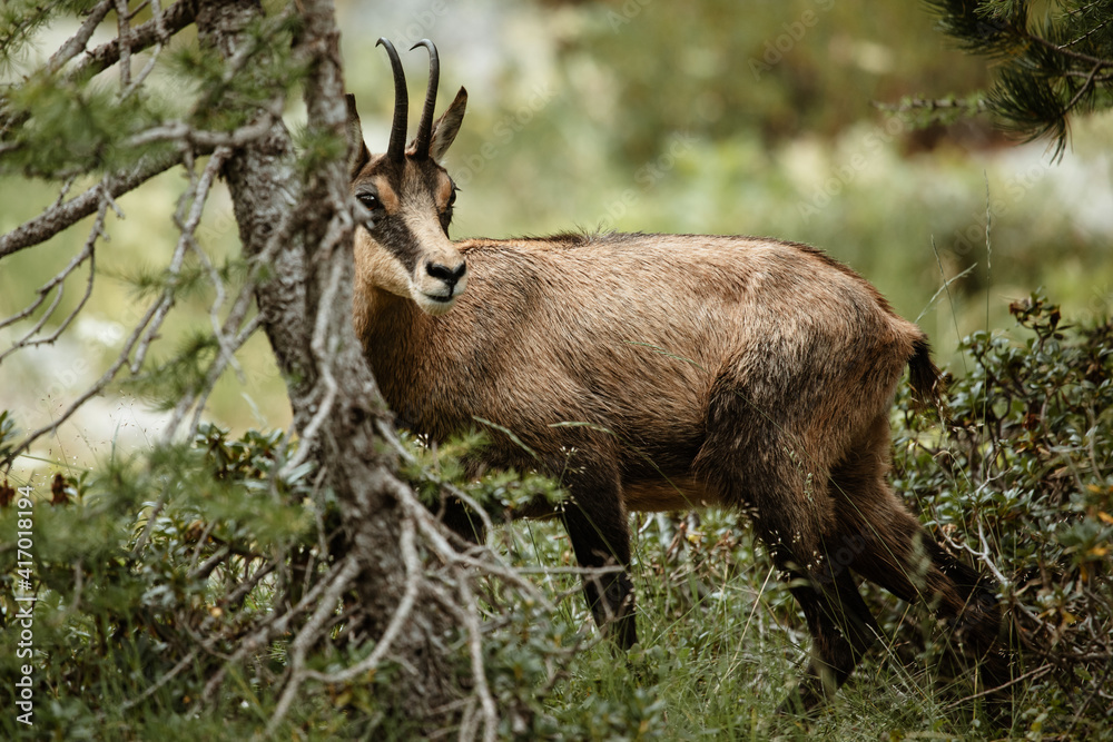 Chamois dans la forêt Stock Photo Adobe Stock