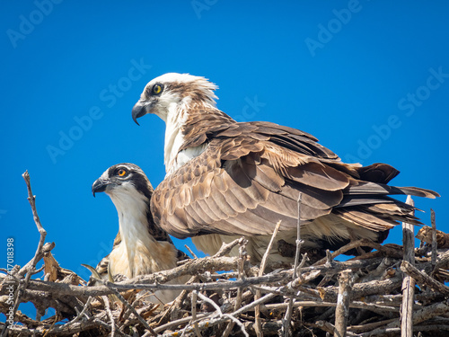 Mama and baby osprey in nest