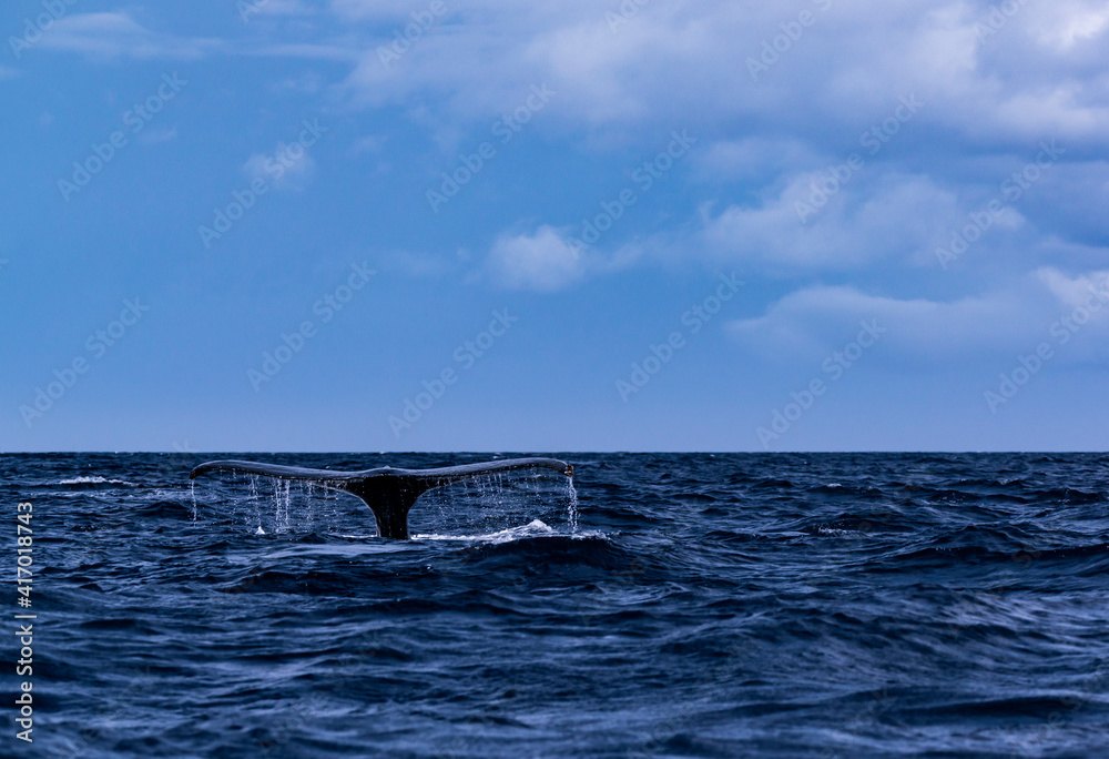 Fototapeta premium Humpback Whale in Amamioshima