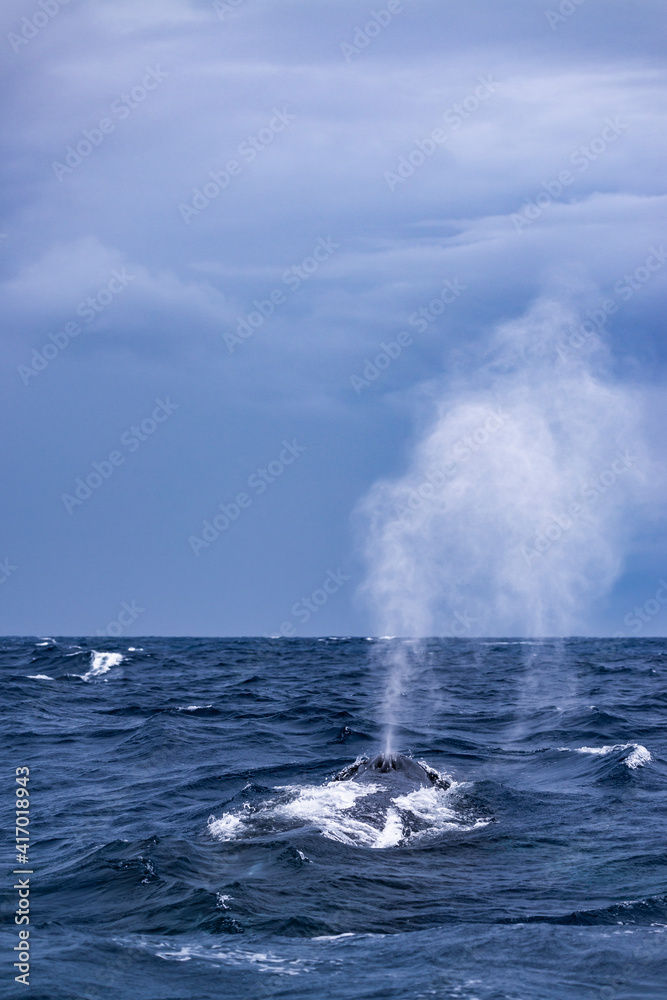 Naklejka premium Humpback Whale Blow