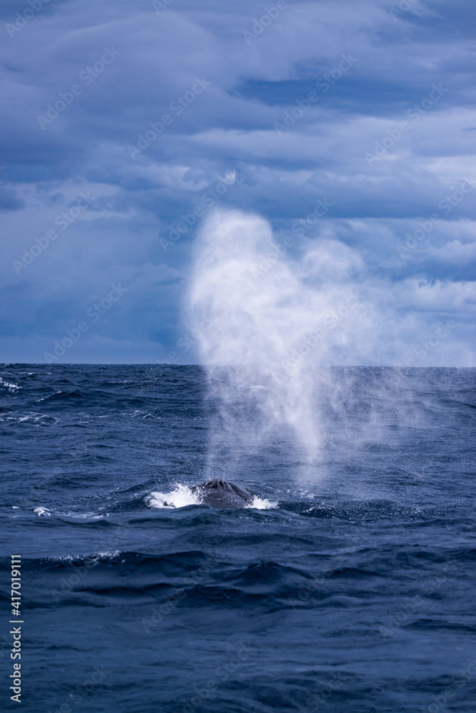 Humpback Whale Blow