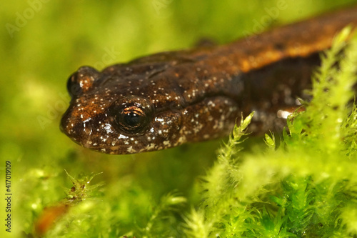 Closeup of the head of a subadult Dunn's salamander, Plethodon dunni
