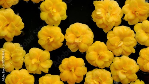 Flowers. Yellow flowers floating on water with black background. Beautiful top view of kalanchoe blossom flower heads turning.