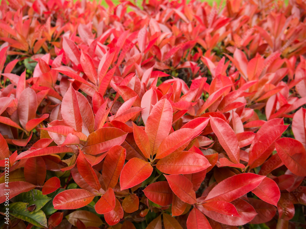 Red photinia fraseri bush hedge closeup Red photinia fraseri bush hedge closeup