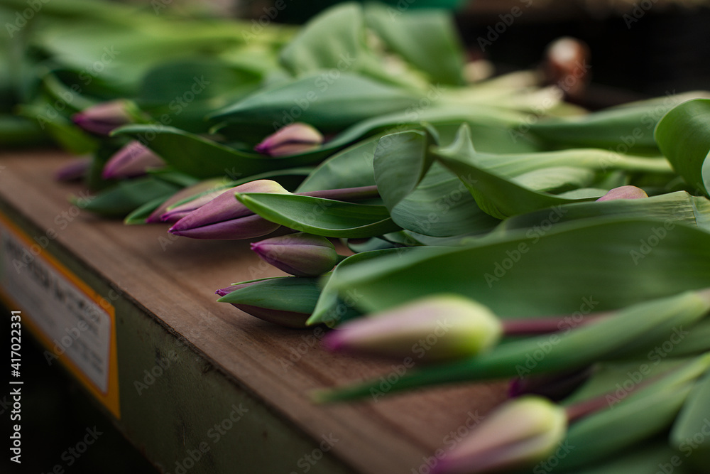 Obraz premium close up of fresh tulips