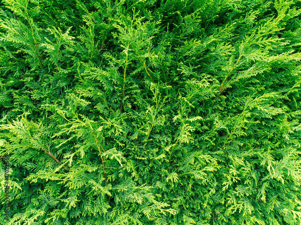 Green thuja hedge closeup Green thuja hedge closeup