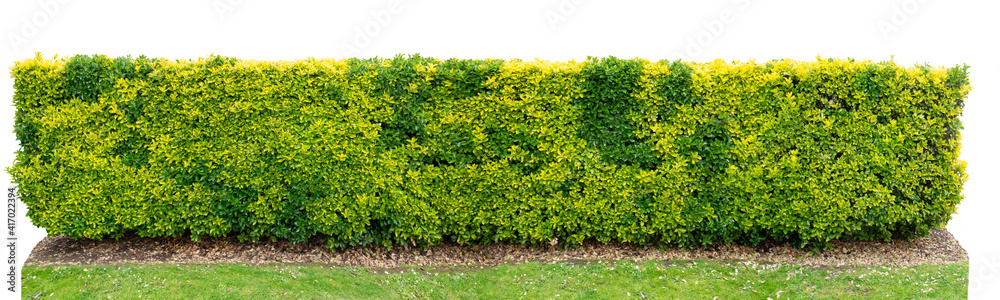 Green and yellow variegated golden euonymus bush hedge isolated on white