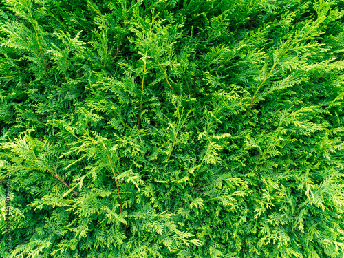 Green thuja hedge closeup