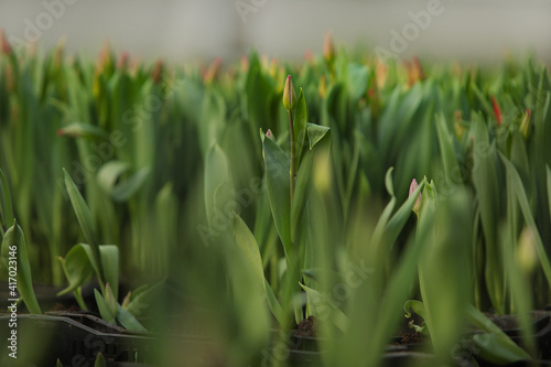tulips growing in a greenhouse