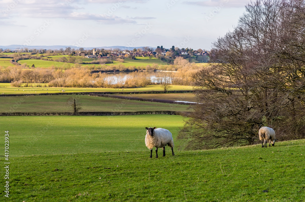 Fototapeta premium A view of sheep in the fields around Saddington, UK in Springtime