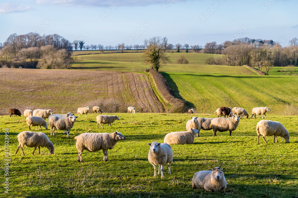Fototapeta premium A view of sheep in the fields around Gumley, UK in Springtime