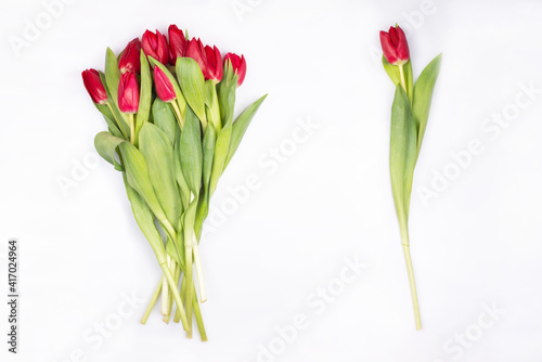 Fototapeta Naklejka Na Ścianę i Meble -  bouquet of gorgeous delicate burgundy colors tulips,isolated on white,and one tulp. Source material, sample of spring flowers for your project