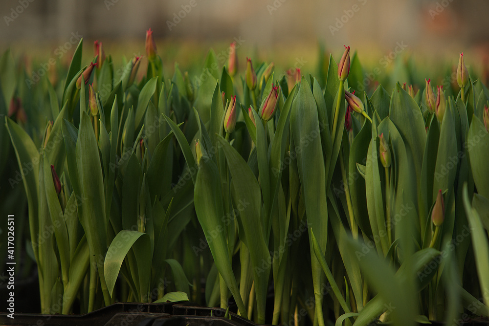 Fototapeta premium tulips growing in a greenhouse