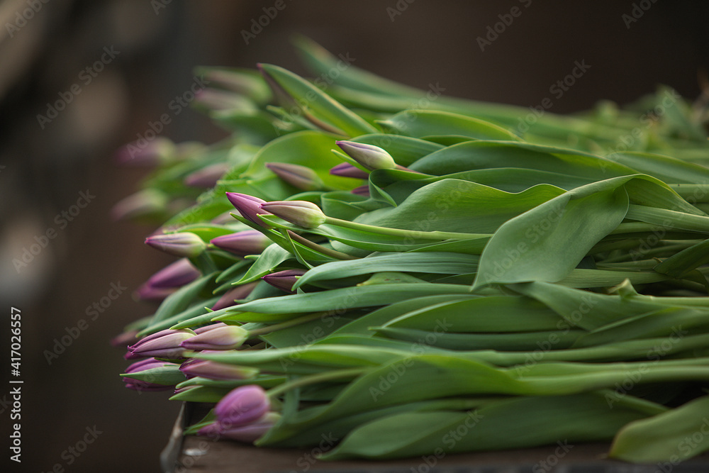 Obraz premium close up of fresh tulips