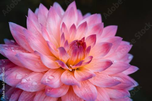 Dahlia flower on black background. Pink petals close up. Macro flower with droplets. Greeting card  poster. Bright floral photography for design