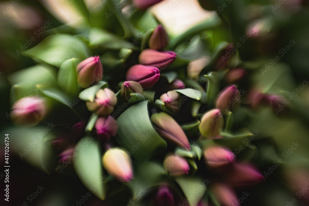 close up of fresh tulips