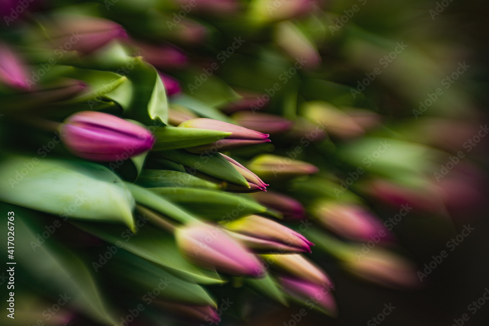 close up of fresh tulips close up of fresh tulips