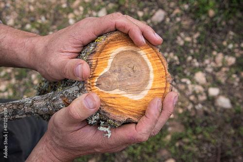 Freshly cut tree trunk, held by the hands of a human.