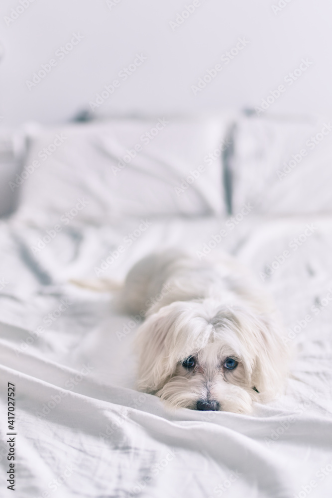 Adorable white dog at bed.