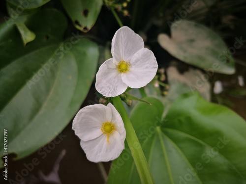 close-up of white Sagittaria trifolia flowers blooming in tropical river © lan