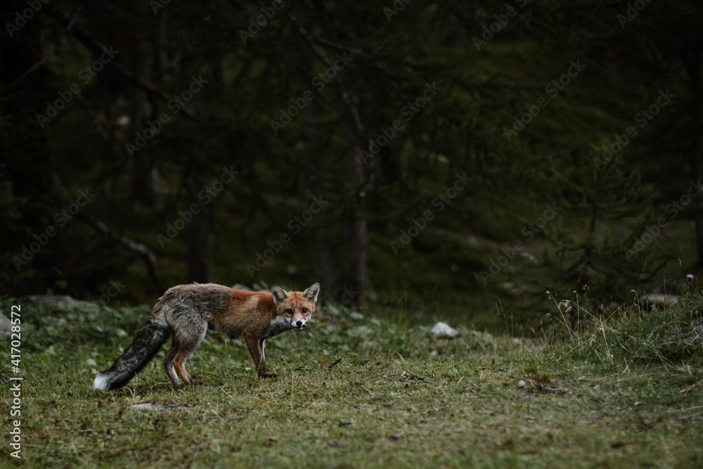 Renard dans la forêt au crépuscule Renard dans la forêt au crépuscule