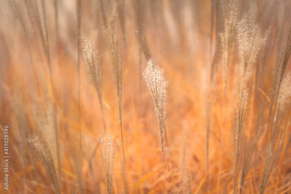 Fototapeta premium grass in the wind