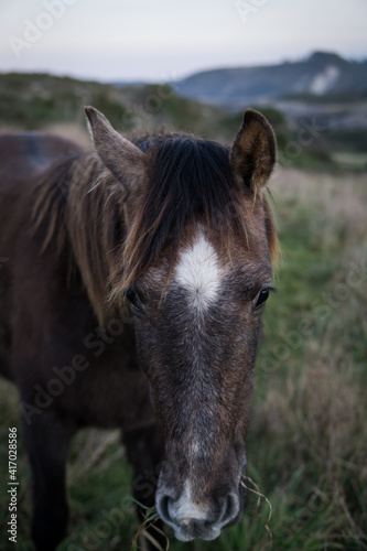 brown horse close portrait © CarlosMario