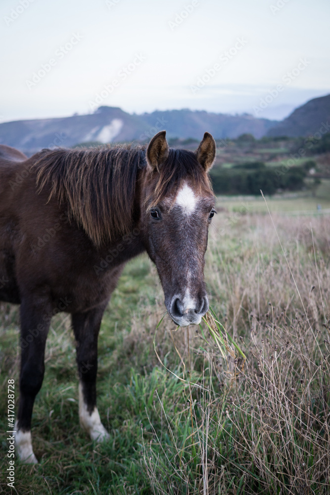 brown horse portrait brown horse portrait