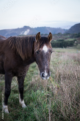 brown horse portrait