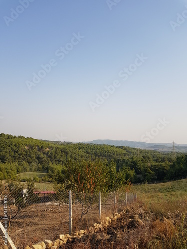vineyard in region