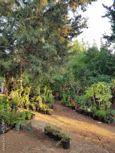 flowers and trees in pots in the garden