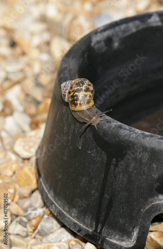 Common Garden Snail photo