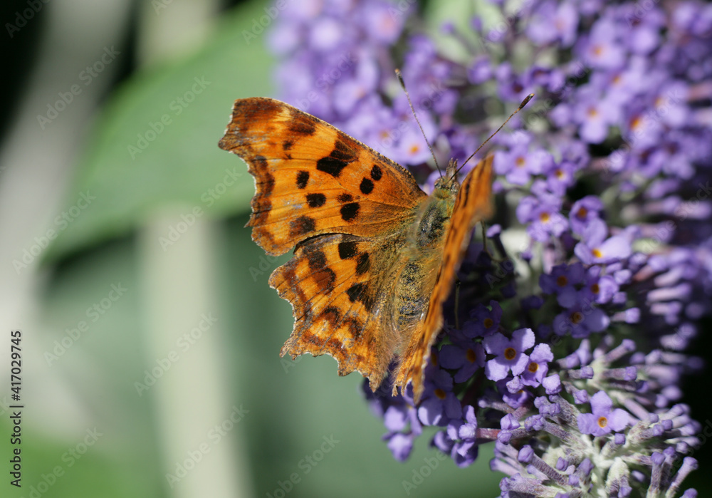 Obraz premium Comma Butterfly