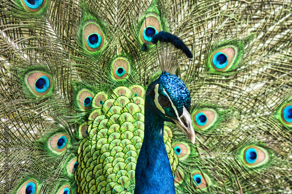 Obraz premium animal 