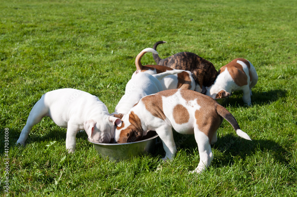 Funny nice white American Bulldog puppies are eating