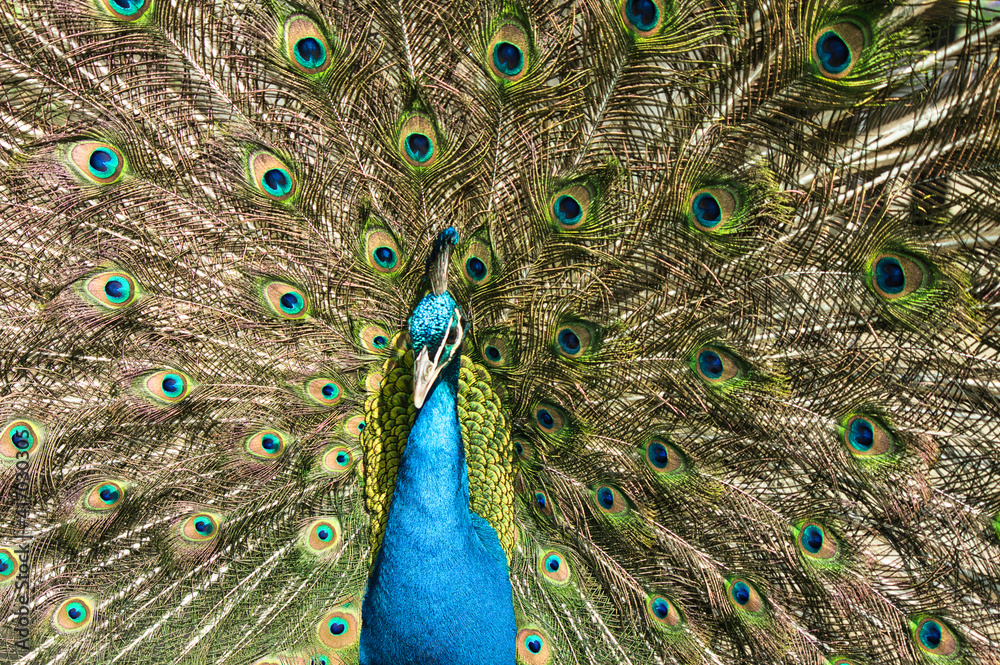 Fototapeta premium animal 