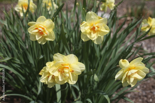 Fototapeta Naklejka Na Ścianę i Meble -  daffodils in the garden