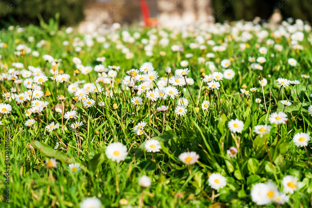 A meadow full of blooming daisies and grass, in spring, in Tuscany, Italy