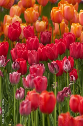 red and yellow tulips