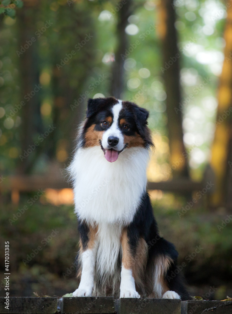 Australian Shepherd dog in the forest Australian Shepherd dog in the forest