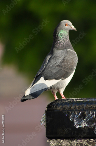 pigeon on the fountain