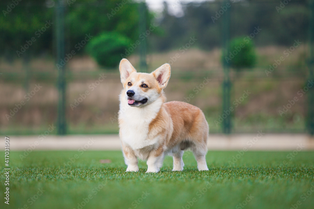 welsh corgi pembroke walks in the park welsh corgi pembroke walks in the park