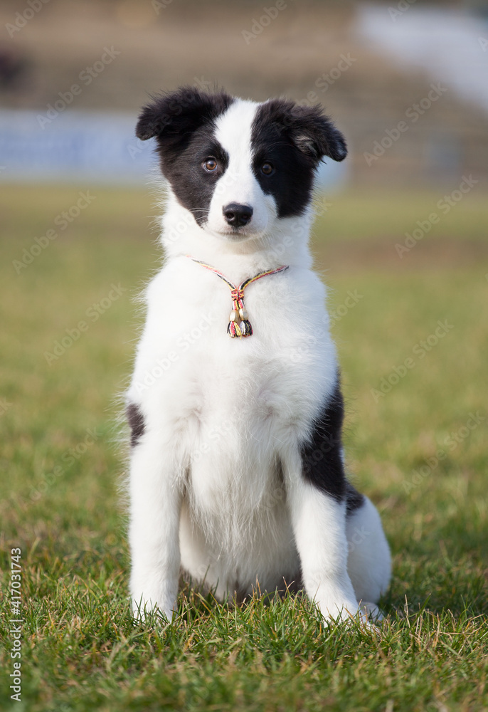 puppy yakut laika with beautiful eyes