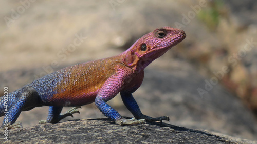Side profile of the colorful Mwanza flat-headed agama on a rock.  The males have bright pink and blue scales.  The background is blurred and out of focus.