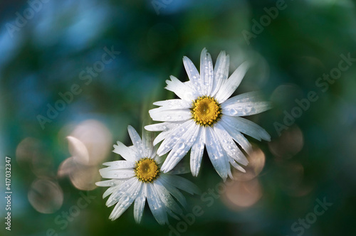 hamomile flowers and sunflower with water drops. Trend color green. Summer background