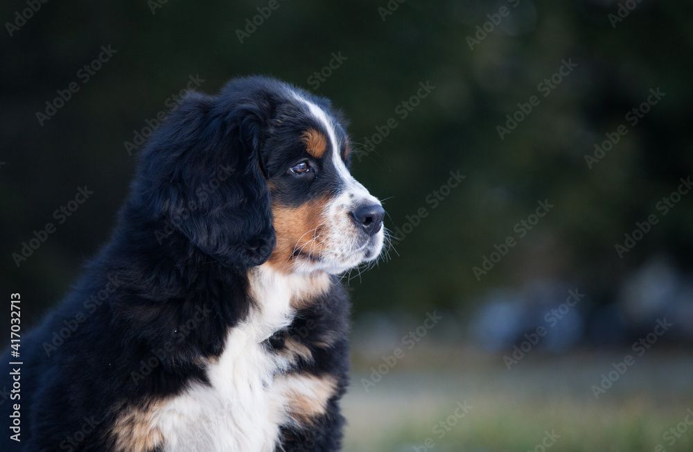 Lovely Bernese Mountain Dog puppy autumn