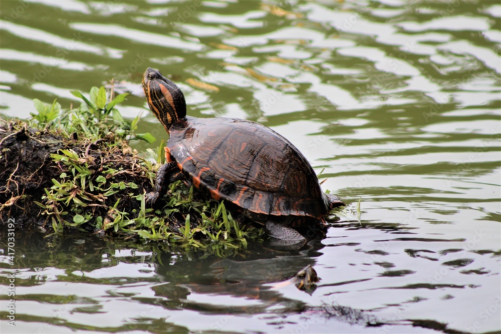 Obraz premium turtle on the water