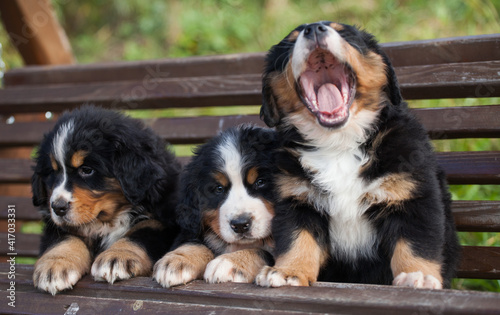 Lovely Bernese Mountain Dog puppy autumn