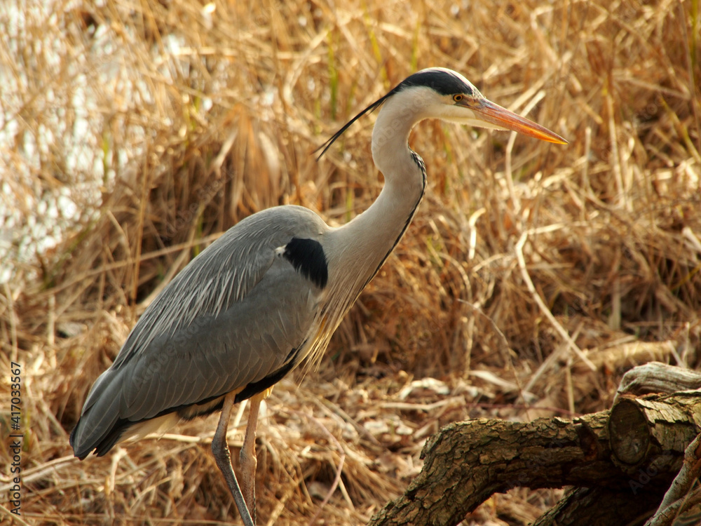 grey heron standing with reed in background grey heron standing with reed in background