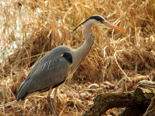 grey heron standing with reed in background photo
